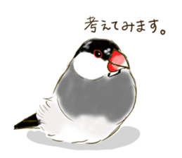 Everyday javasparrow and Parakeet sticker #5926775