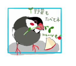 Everyday javasparrow and Parakeet sticker #5926785