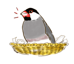 Everyday javasparrow and Parakeet sticker #5926789