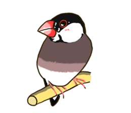 Everyday javasparrow and Parakeet sticker #5926790