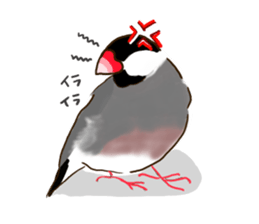 Everyday javasparrow and Parakeet sticker #5926792