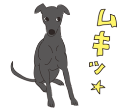Italian greyhound express sticker #5936717