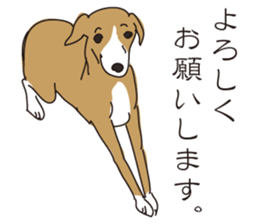 Italian greyhound express sticker #5936719