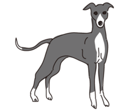 Italian greyhound express sticker #5936736