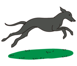 Italian greyhound express sticker #5936743