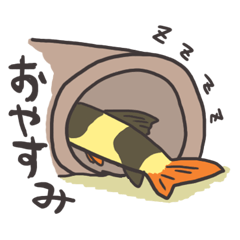 Tropical fishes of my home aquarium