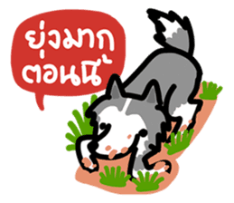 kevin : The Siberian Husky sticker #5954074