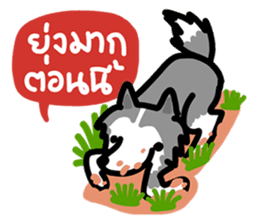 kevin : The Siberian Husky sticker #5954074