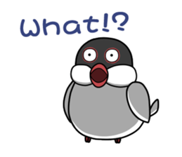 Cockatiel,Java & Owl sticker #5957770