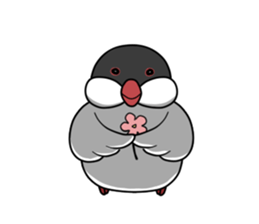 Cockatiel,Java & Owl sticker #5957772