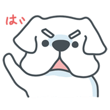 My crazy little white dog RUMI sticker #5973996