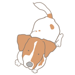 Jack Russell Terrier MIRO