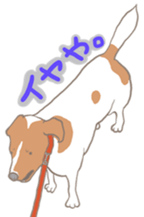 Jack Russell Terrier MIRO sticker #5977482