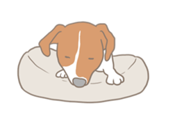 Jack Russell Terrier MIRO sticker #5977494