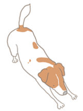 Jack Russell Terrier MIRO sticker #5977497