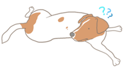 Jack Russell Terrier MIRO sticker #5977511