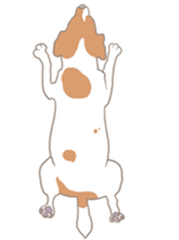 Jack Russell Terrier MIRO sticker #5977516