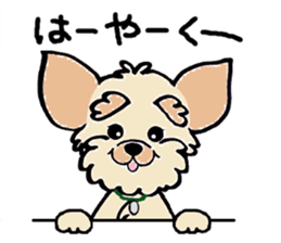 Muffin (Yorkshire Terrier) sticker #5999116