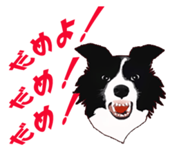 My boeder collie. sticker #6001006