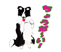 My boeder collie. sticker #6001007