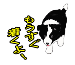 My boeder collie. sticker #6001011