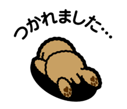 brown toy poodle sticker #6011010