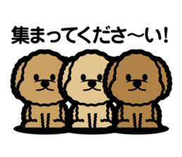 brown toy poodle sticker #6011023