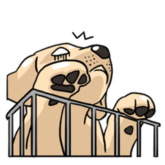 Joey the Labrador Retriever