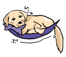 Joey the Labrador Retriever sticker #6017257