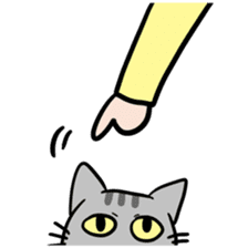 Tao Tao the funny cat sticker #6017782