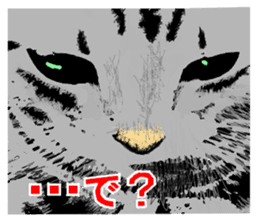 Real cat Series 2 sticker #6032249