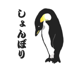 penguins!!!!! sticker #6062033