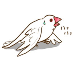 Everyday javasparrow and Parakeet 2 sticker #6077789