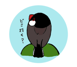 Everyday javasparrow and Parakeet 2 sticker #6077812