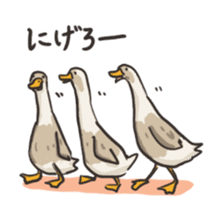 Funny Ducks 2nd sticker #6079060