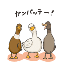 Funny Ducks 2nd sticker #6079071