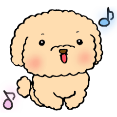 KUU of a toy poodle