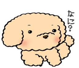 KUU of a toy poodle sticker #6083813