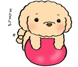 KUU of a toy poodle sticker #6083834