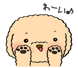 KUU of a toy poodle sticker #6083835