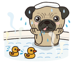 The name of this pug is "Inukichi". sticker #6095402