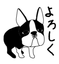 boss of the bostonterrier sticker #6111400