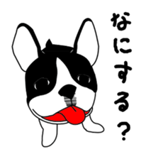 boss of the bostonterrier sticker #6111411