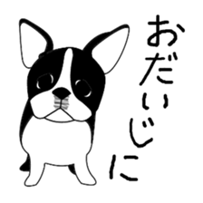 boss of the bostonterrier sticker #6111422