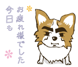 I LOVE CHIHUAHUA !! sticker #6122686