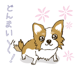 I LOVE CHIHUAHUA !! sticker #6122690