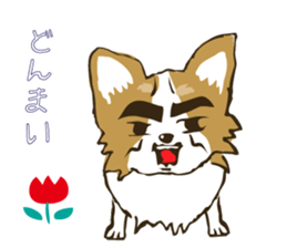 I LOVE CHIHUAHUA !! sticker #6122703