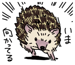 Expressive Hedgehog stickers. sticker #6123123