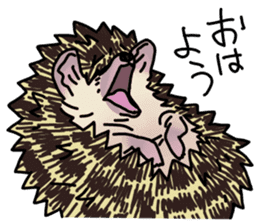 Expressive Hedgehog stickers. sticker #6123137