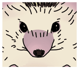 Expressive Hedgehog stickers. sticker #6123151